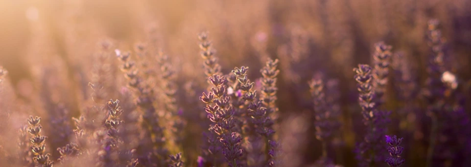 purple flowers in tilt shift lens