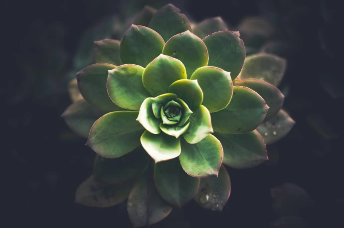 flat lay photo of succulent